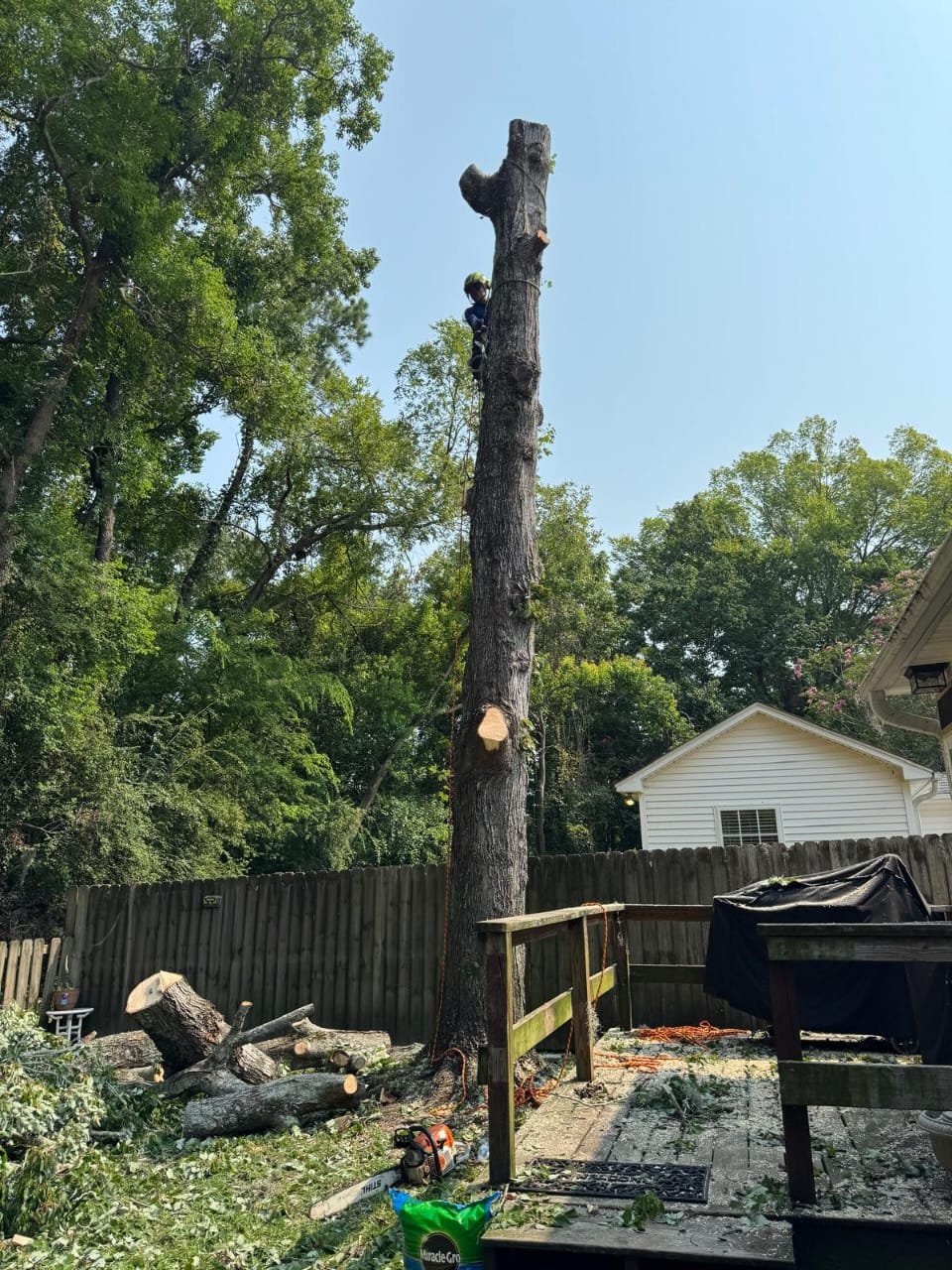 Lion Tree Service and Landscaping LLC project photo 3